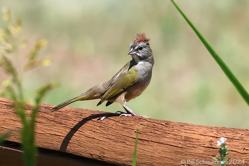 Green-tailed Towhee