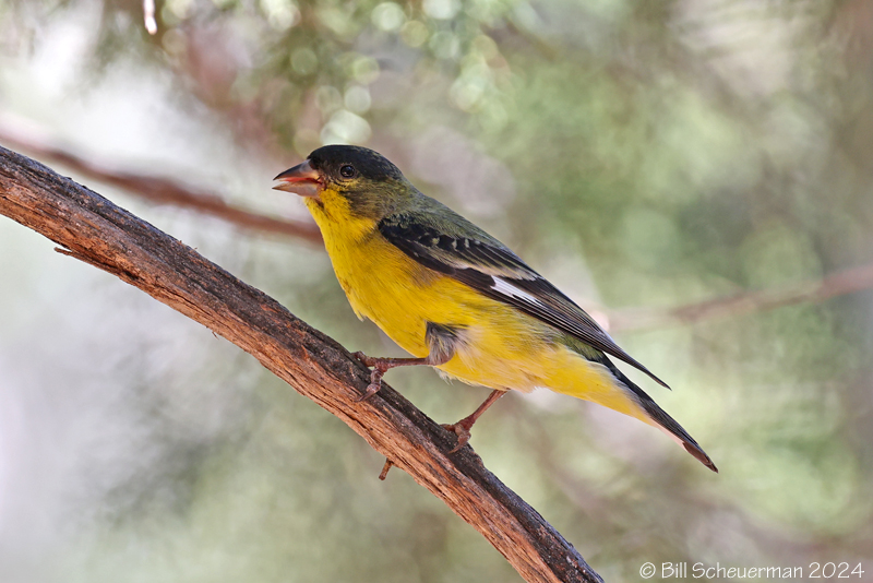 Lesser Goldfinch