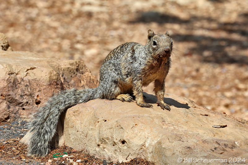 Rock Squirrel