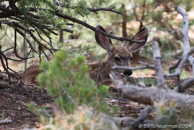 Mule Deer Fawn