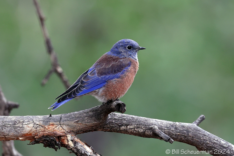 Western Bluebird