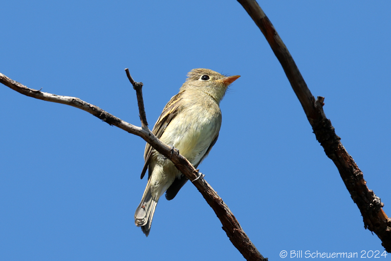 Western Flycatcher