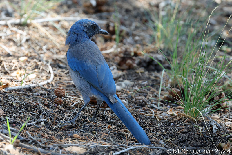 Woodhouse Scrub Jay