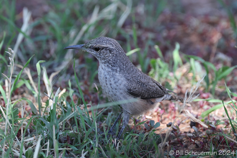 Rock Wren