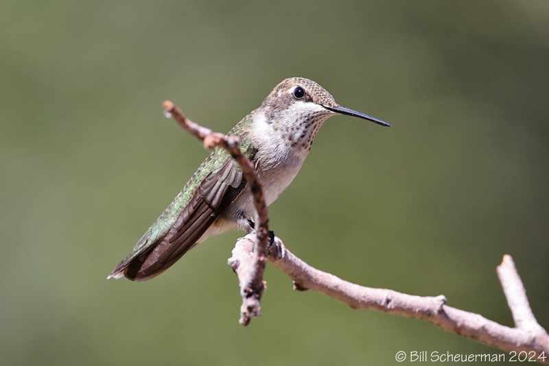 Anna's Hummingbird