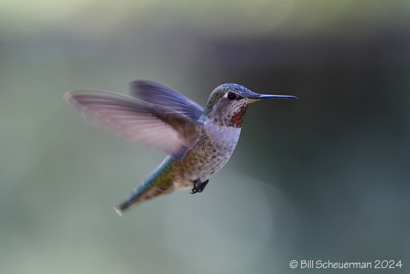 Anna's Hummingbird