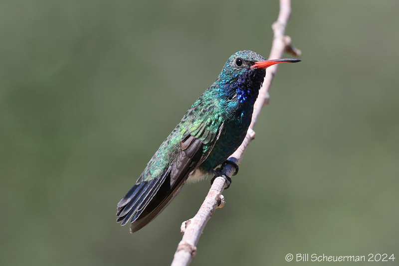 Broad-billed Hummingbird