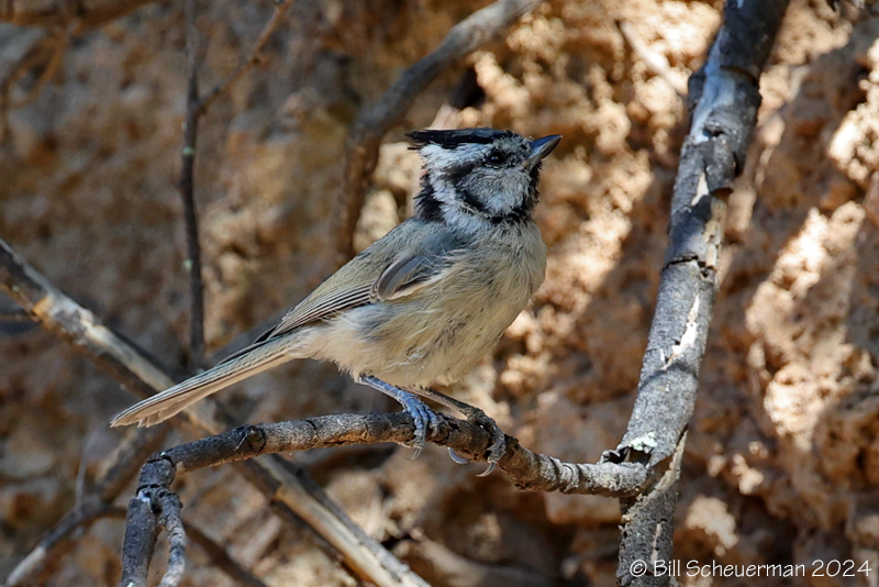 Bridled Titmouse
