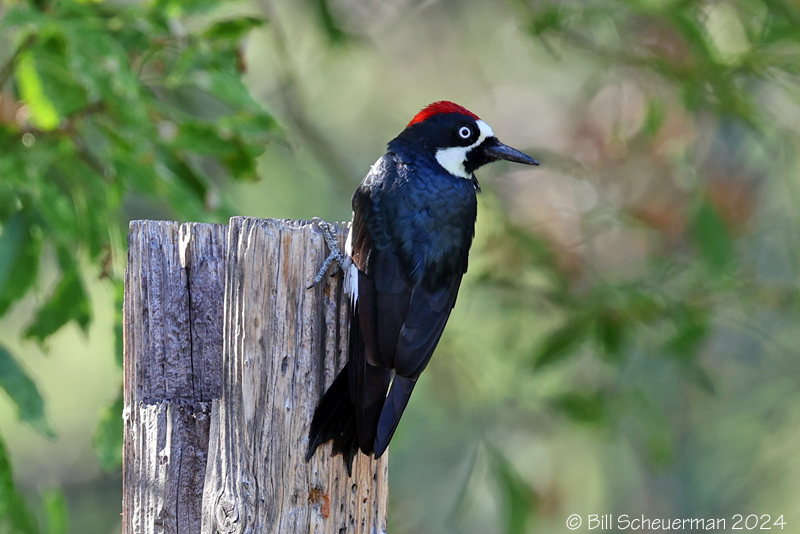 Acorn Woodpecker