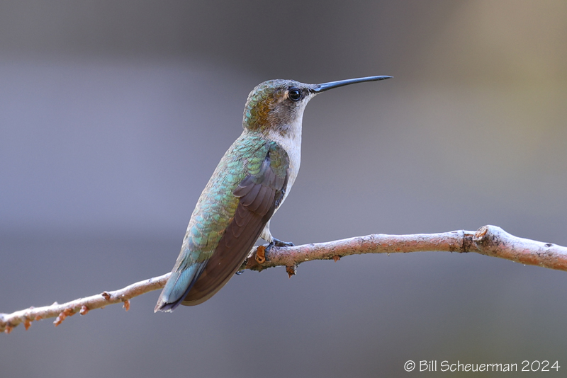 Ruby-throated Hummingbird