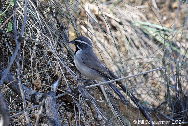 Black-throated Sparrow
