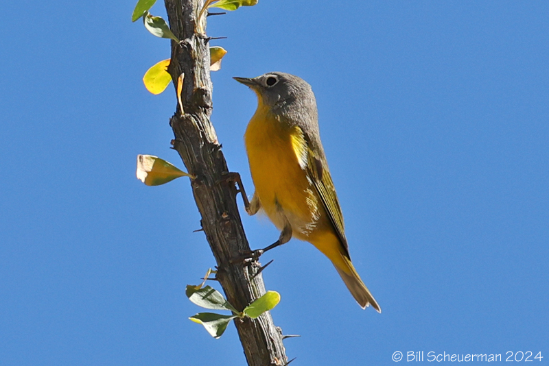 Nashville Warbler
