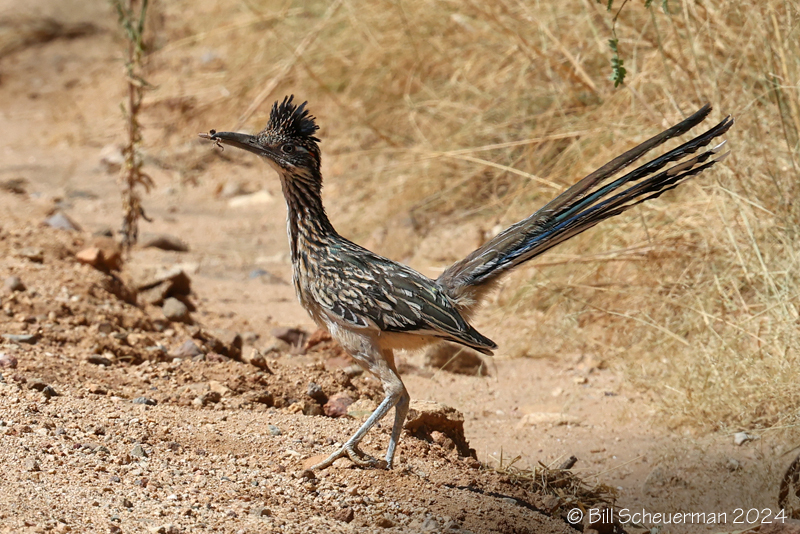 Greater Roadrunner