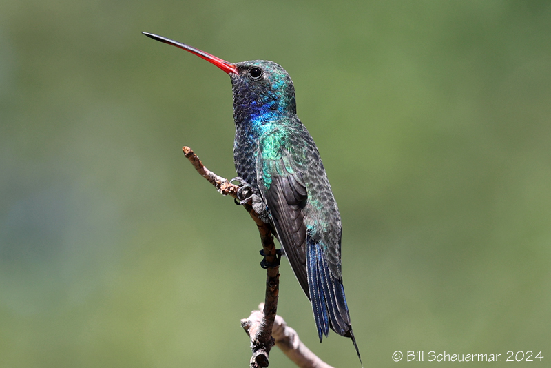 Broad-billed Hummingbird