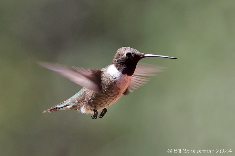 Black-chinned Hummingbird