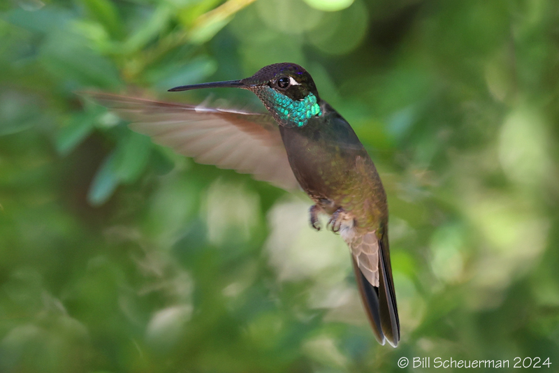 Rivoli's Hummingbird