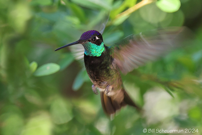 Rivoli's Hummingbird