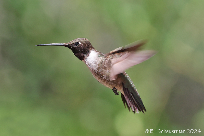 Black-chinned Hummingbird