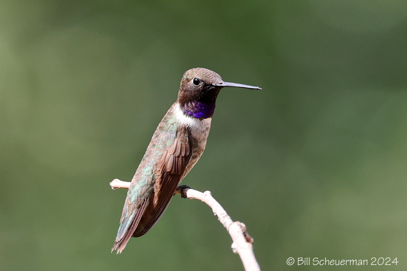 Black-chinned Hummingbird