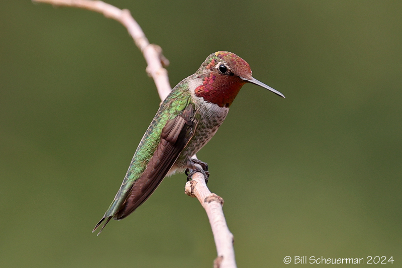 Anna's Hummingbird