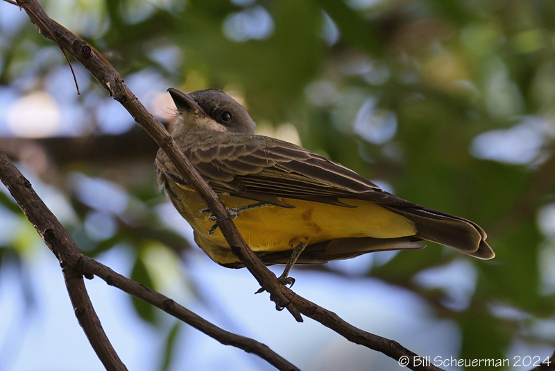 Cassian Kingbird