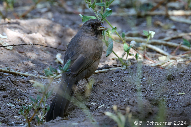 Albert's Towhee