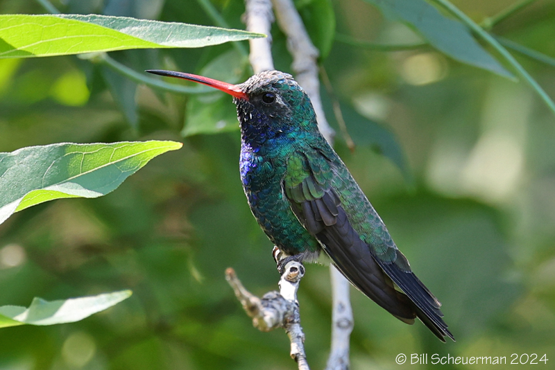 Broad-billed Hummingbird