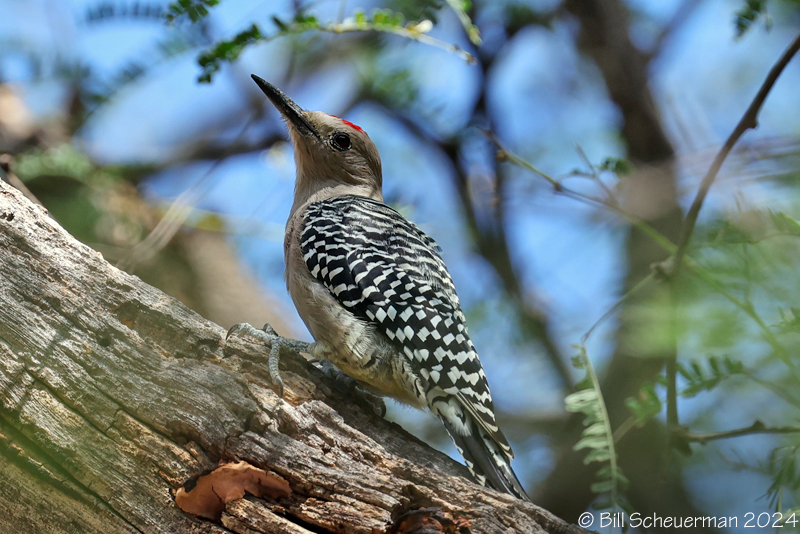 Gila Woodpecker