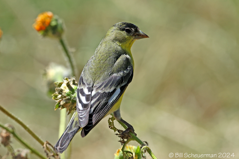 Lesser Goldfinch