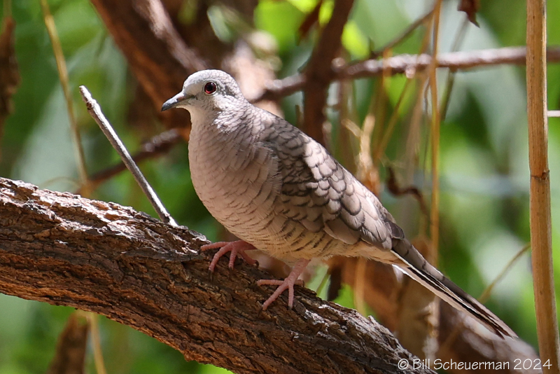 Inca Dove