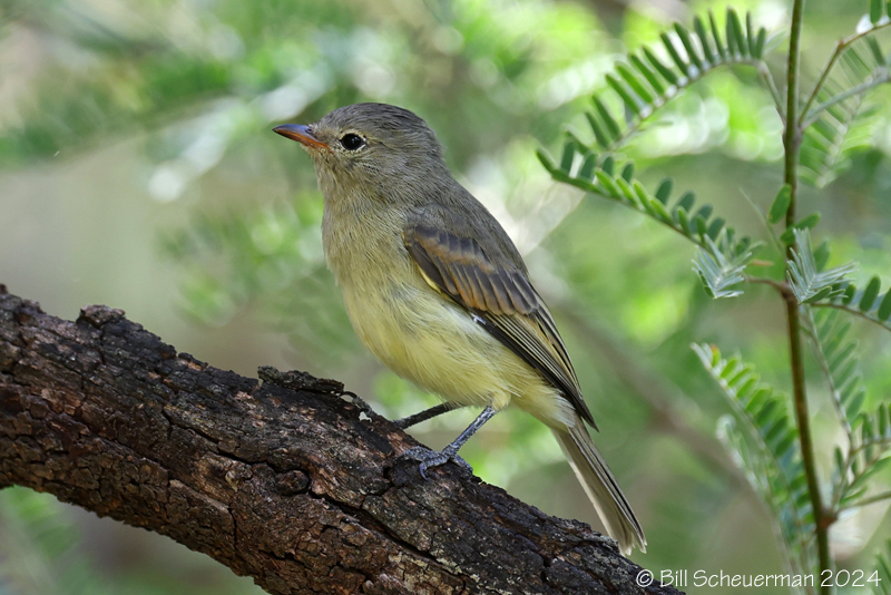 Arizona Bell's Vireo