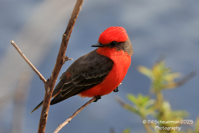 Florida Wildlife