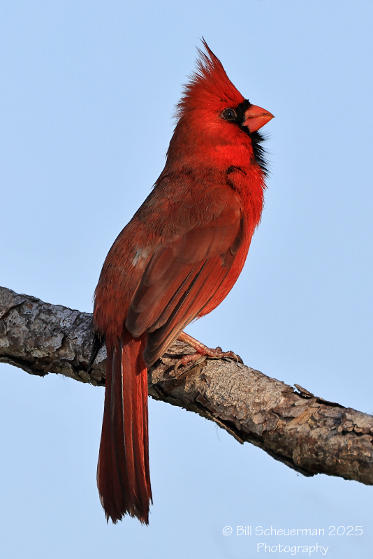 Northern Cardinal