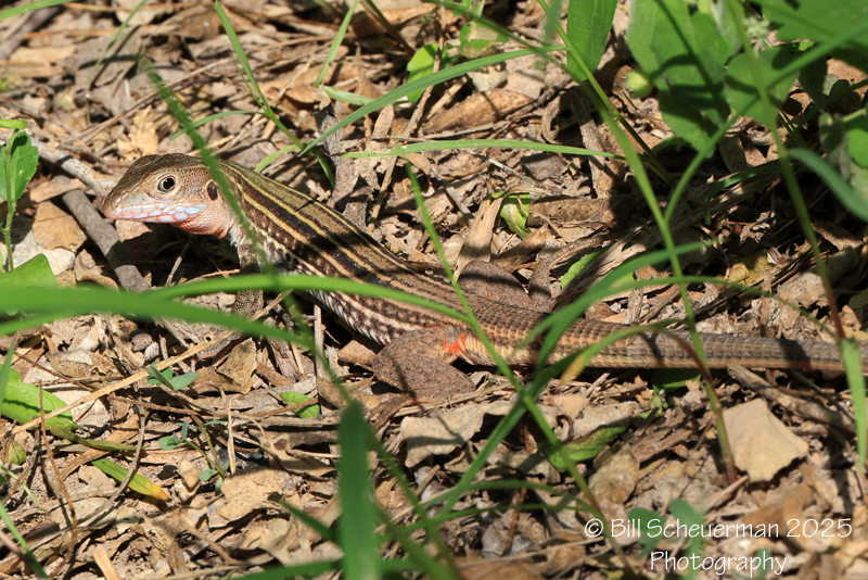 Texas Spotted Whiptail