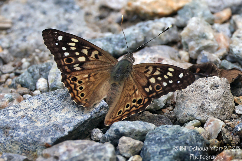 Northeast Wildlife