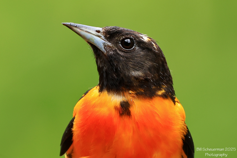 Northeast Wildlife