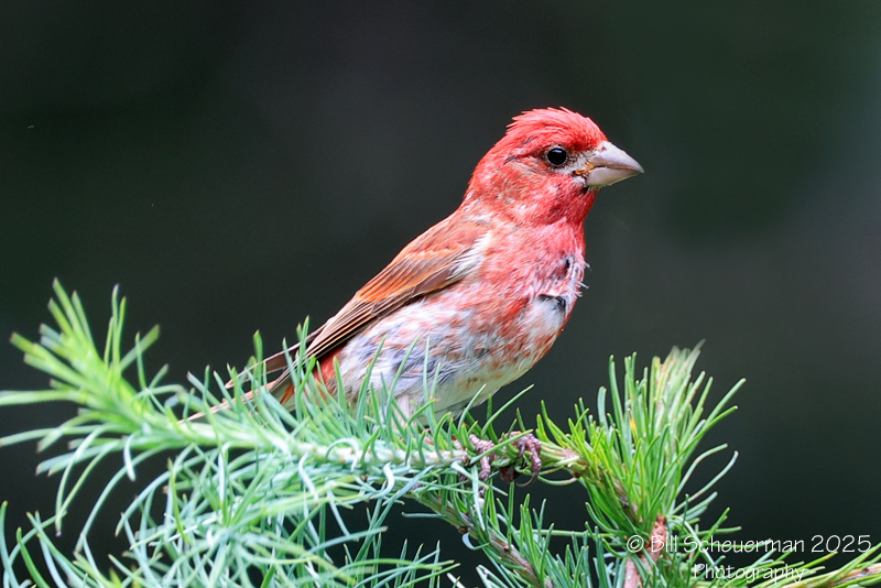 Northeast Wildlife