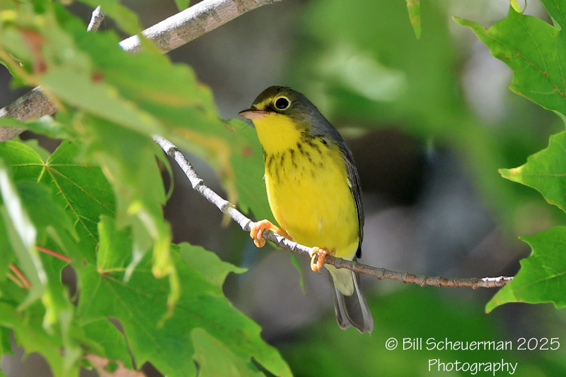 Canada Warbler Franconia Notch, NH