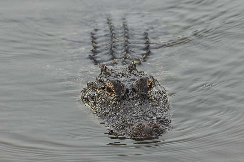 Alligator mississippiensis