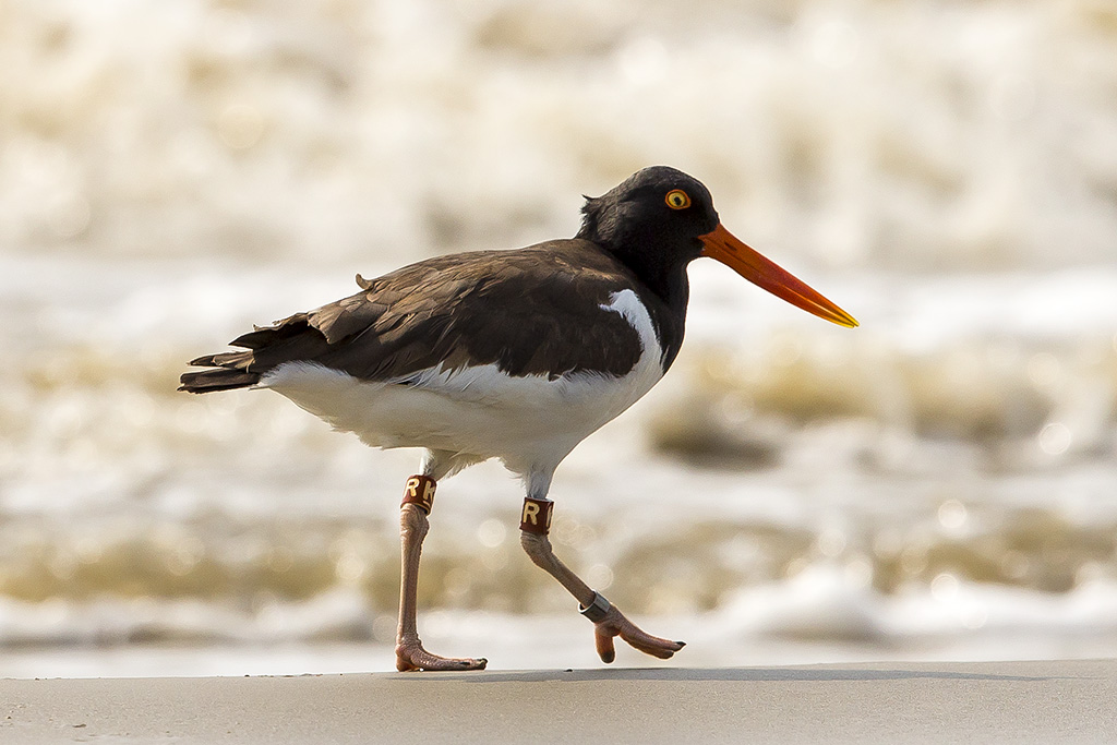 American Oyster eater