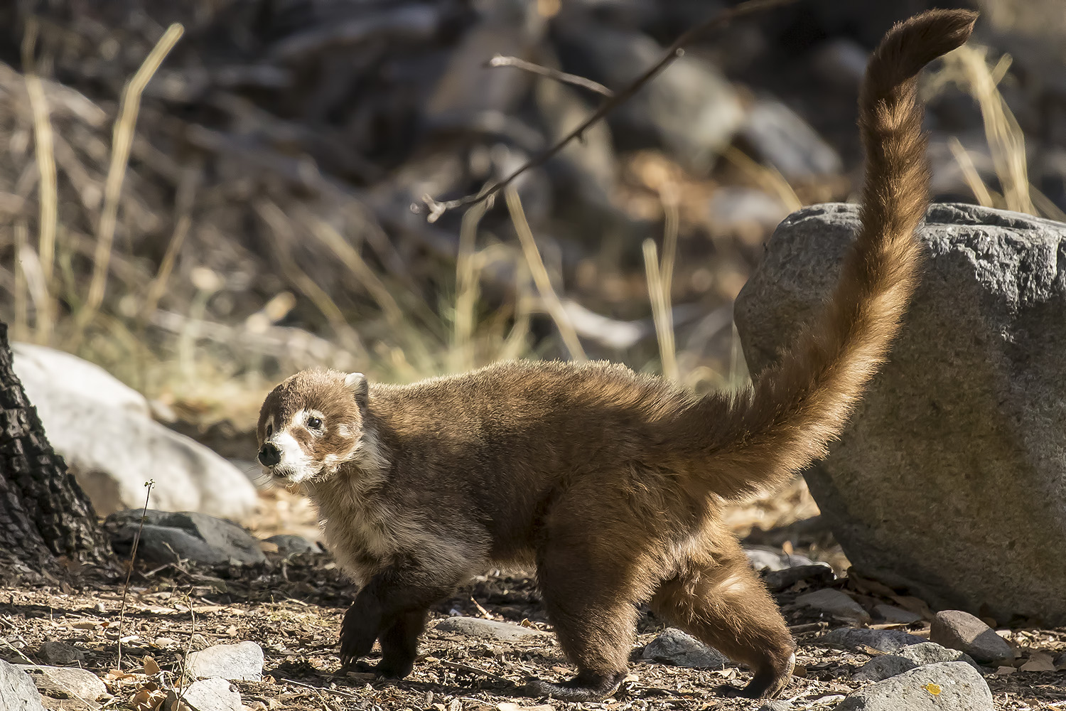 5/12/2021  White-nosed coati (Nasua narica) also known as Coatimundi