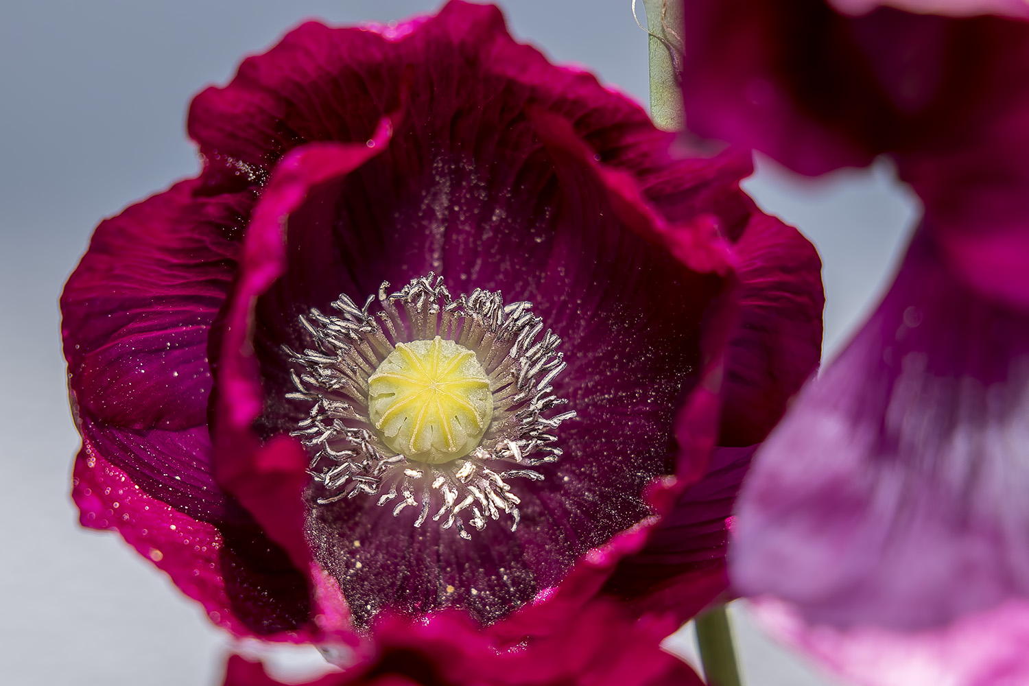 6/2/2021  Papaver somniferum Laurens Grape