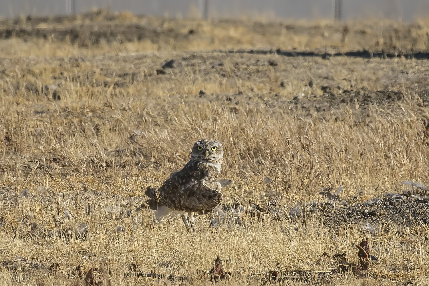 7/4/2021  Burrowing owl