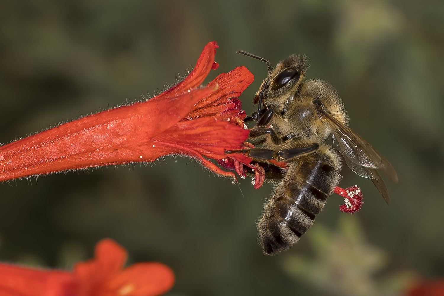 8/6/2021  Bee on Epilobium canum (California fuchsia)