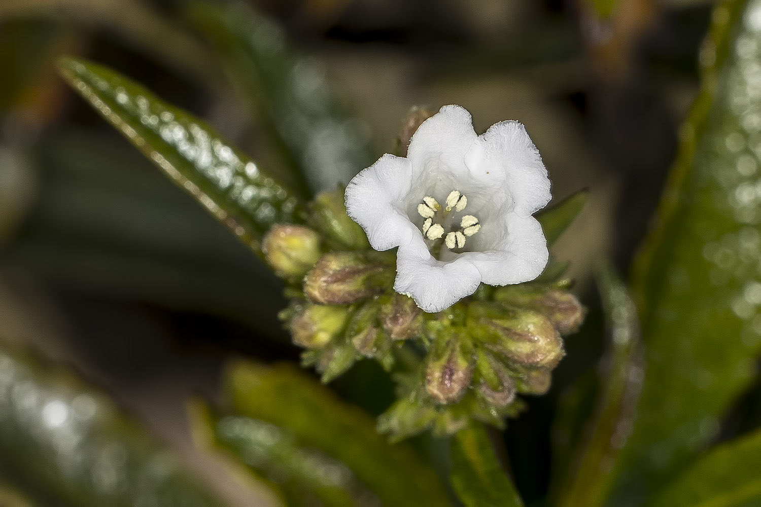 3/24/2022  Eriodictyon californicum (Yerba Santa)