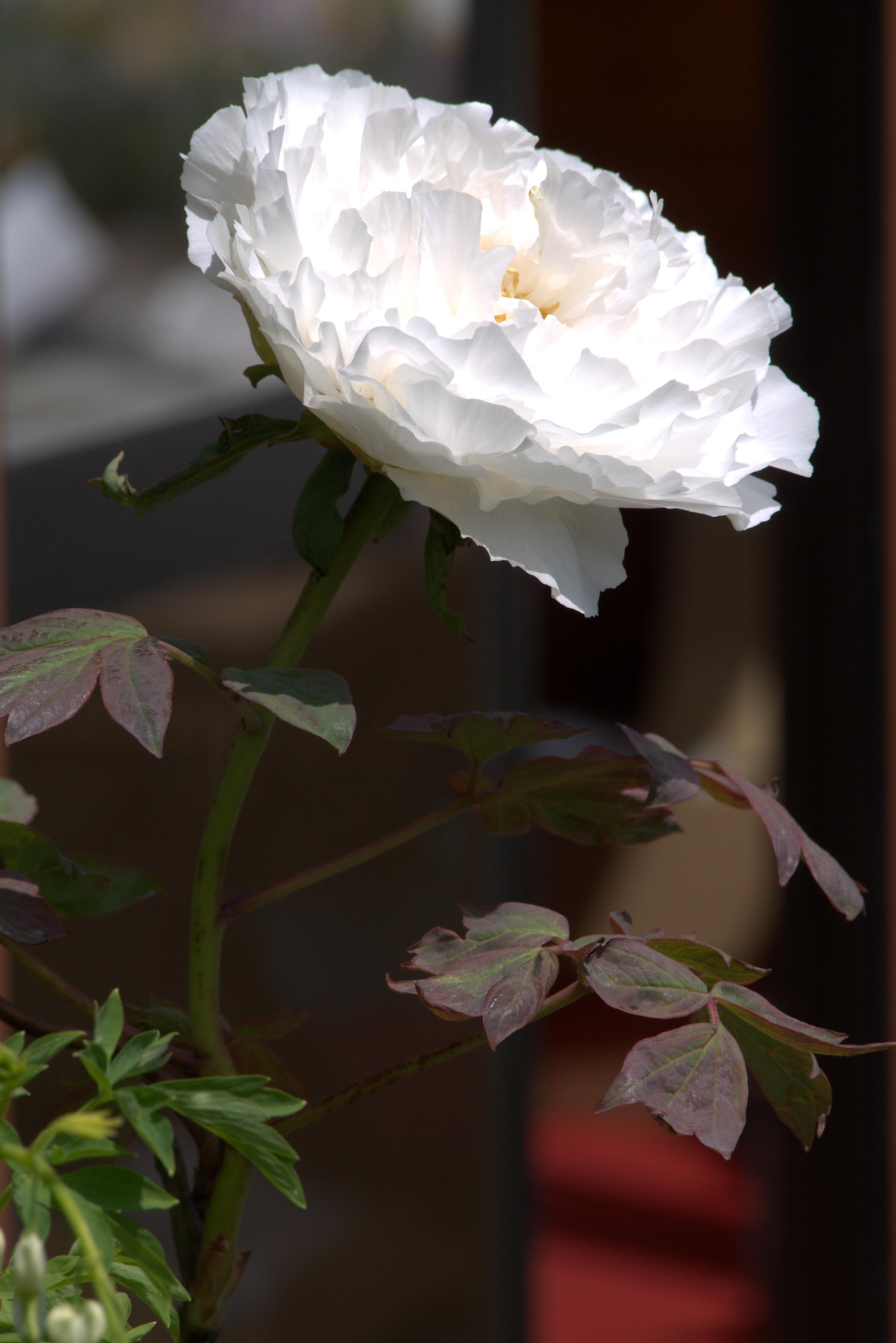 L1100180.JPG