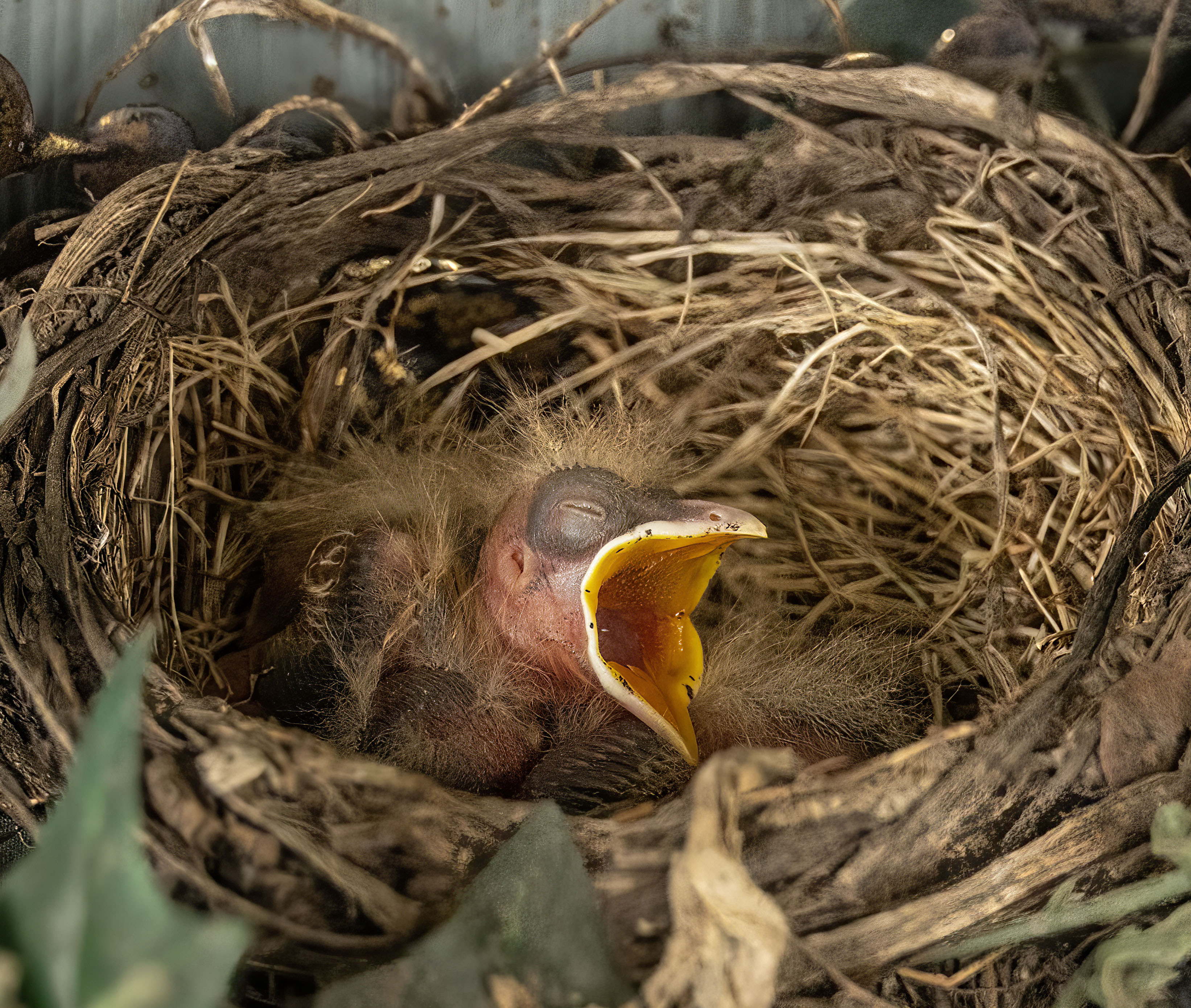 ex!!!! baby robin in nest open beak closed eye 0G2A5750 copy.jpg