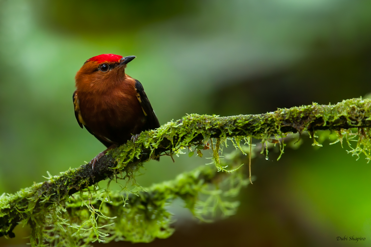 Club-winged Manakin