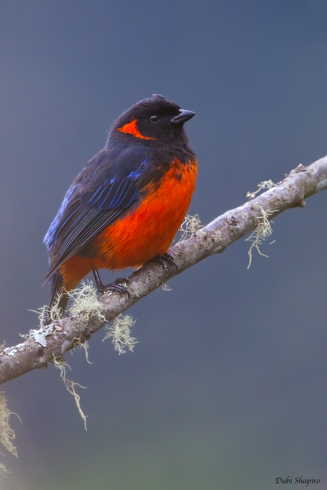 Fire-bellied Mountain-tanager