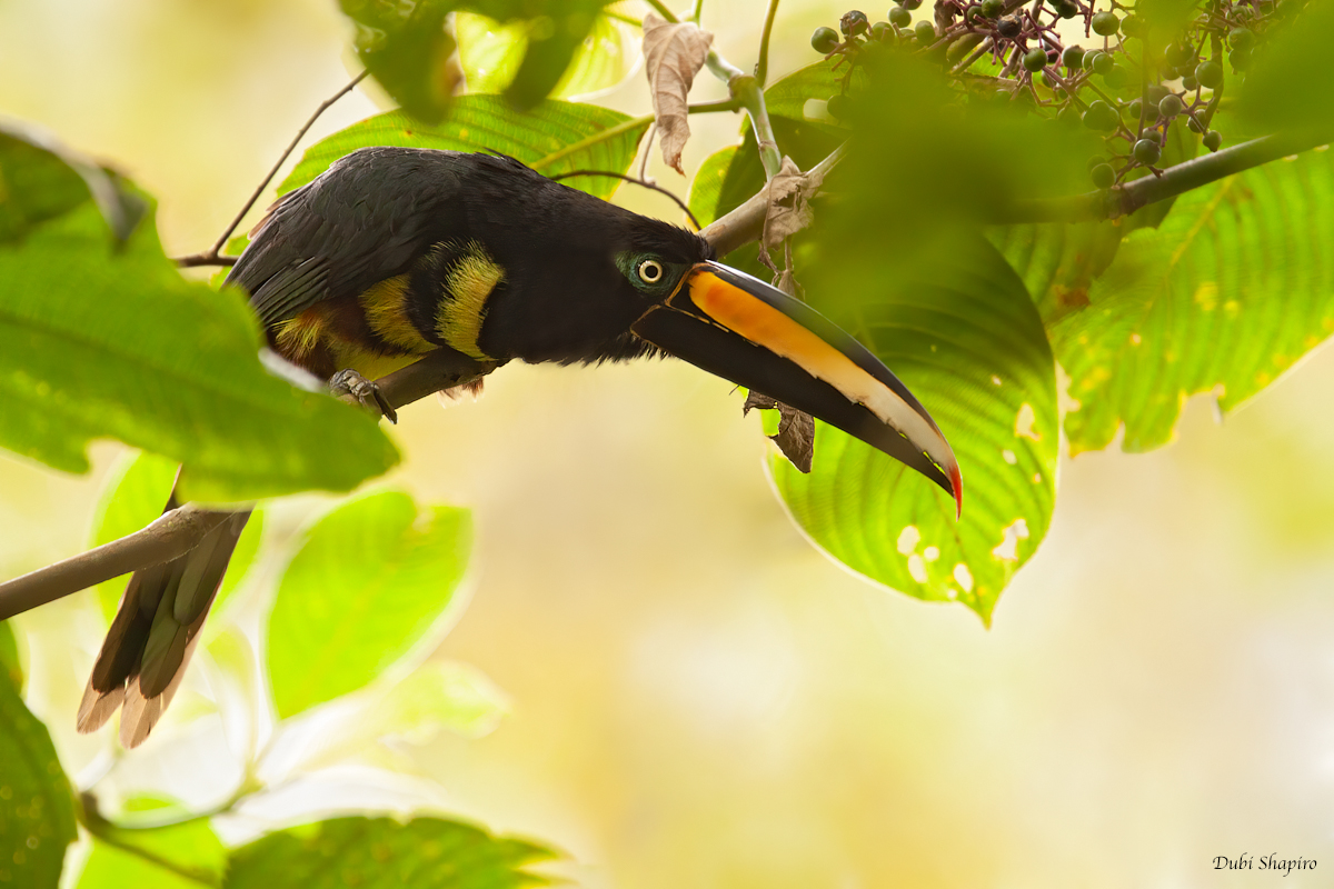 Many-banded Aracari